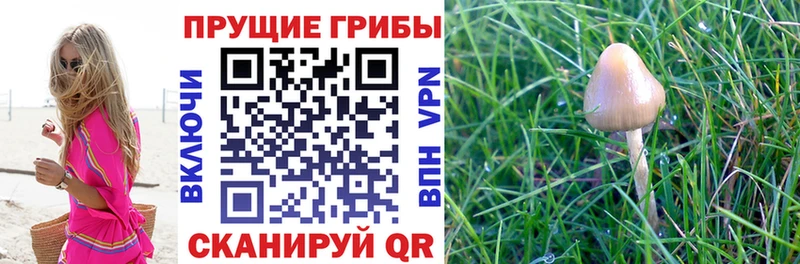 Псилоцибиновые грибы Psilocybe  Кирово-Чепецк 